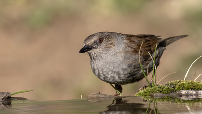 Dağbülbülü (Prunella modularis) - Bilecik / Bozüyük kuş fotoğrafı