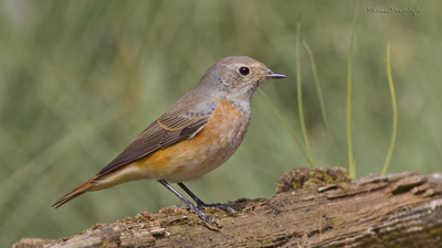 Kızılkuyruk - Phoenicurus phoenicurus kuş fotoğrafı