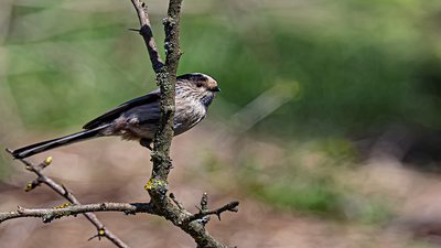 Uzunkuyruklu Baştankara (Aegithalos caudatus) - Isparta / Merkez kuş fotoğrafı
