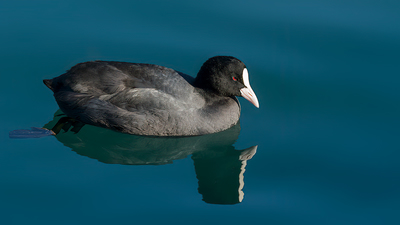 Sakarmeke - Fulica atra kuş fotoğrafı