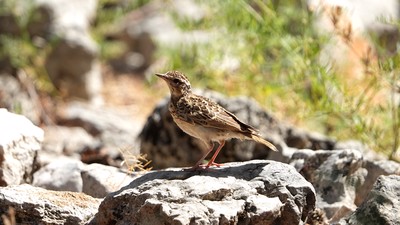 Orman Toygarı - Lullula arborea kuş fotoğrafı