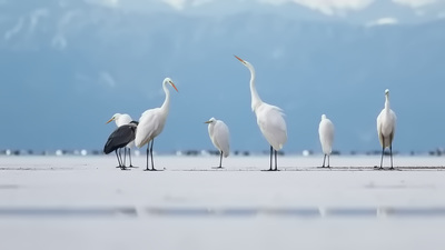 Büyük Ak Balıkçıl (Ardea alba) - Konya / Beyşehir kuş fotoğrafı