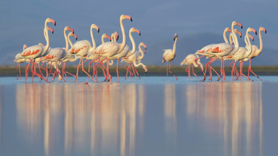Flamingo - Phoenicopterus roseus kuş fotoğrafı