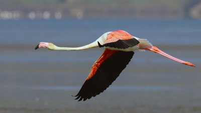 Flamingo - Phoenicopterus roseus kuş fotoğrafı