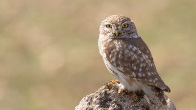 Kukumav - Athene noctua kuş fotoğrafı