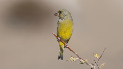 Florya - Chloris chloris kuş fotoğrafı