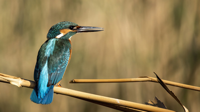 Yalıçapkını - Alcedo atthis kuş fotoğrafı