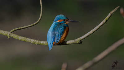 Yalıçapkını (Alcedo atthis) - - / - kuş fotoğrafı