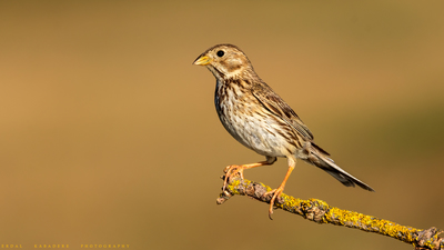 Tarla Çintesi (Emberiza calandra) - Bilecik / Bozüyük kuş fotoğrafı