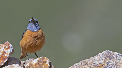 Taşkızılı - Monticola saxatilis kuş fotoğrafı
