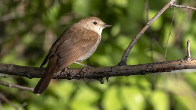 Bülbül - Luscinia megarhynchos kuş fotoğrafı