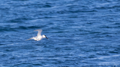 Karagagalı Sumru