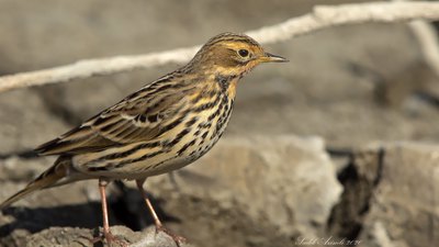 Kızılgerdanlı İncirkuşu - Anthus cervinus kuş fotoğrafı
