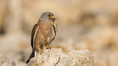 Küçük Kerkenez - Falco naumanni kuş fotoğrafı