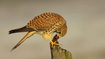 Kerkenez - Falco tinnunculus kuş fotoğrafı