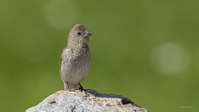 Çütre (Carpodacus erythrinus) - Rize / İkizdere kuş fotoğrafı