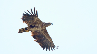 Akkuyruklu Kartal - Haliaeetus albicilla kuş fotoğrafı