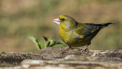 Florya - Chloris chloris kuş fotoğrafı