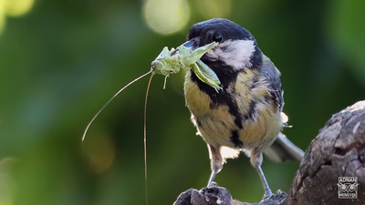 Büyük Baştankara - Parus major kuş fotoğrafı