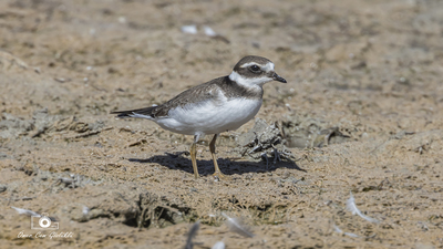 Halkalı Cılıbıt - Charadrius hiaticula kuş fotoğrafı