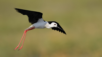 Uzunbacak (Himantopus himantopus) - İzmir / Aliağa kuş fotoğrafı