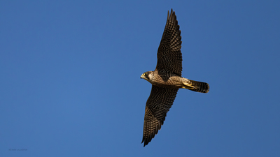 Gök Doğan - Falco peregrinus kuş fotoğrafı