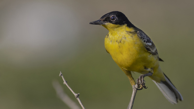 Sarı kuyruksallayan (Motacilla flava) - Gaziantep / Oğuzeli kuş fotoğrafı