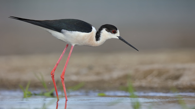 Uzunbacak (Himantopus himantopus) - Konya / Kulu kuş fotoğrafı