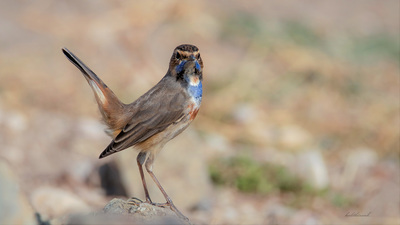 Mavigerdan (Luscinia svecica) - Ankara / Gölbaşı kuş fotoğrafı