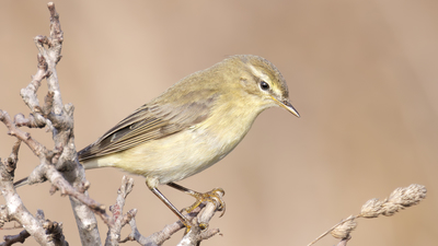 Söğütbülbülü - Phylloscopus trochilus kuş fotoğrafı