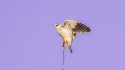 Ak Çaylak - Elanus caeruleus kuş fotoğrafı