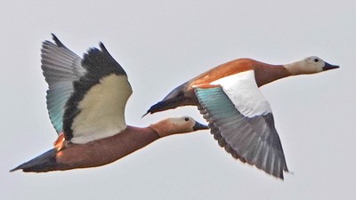 Angıt (Tadorna ferruginea) - Çanakkale / Ezine kuş fotoğrafı