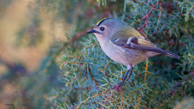 Çalıkuşu (Regulus regulus) - Bilecik / Bozüyük kuş fotoğrafı