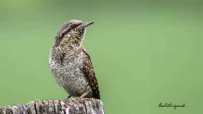 Boyunçeviren (Jynx torquilla) - Bolu / Merkez kuş fotoğrafı