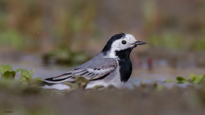 Ak Kuyruksallayan (Motacilla alba) - Eskişehir / Tepebaşı kuş fotoğrafı