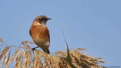 Taşkuşu - Saxicola rubicola kuş fotoğrafı