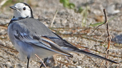 Ak Kuyruksallayan (Motacilla alba) - İstanbul / Bakırköy kuş fotoğrafı