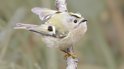 Çalıkuşu - Regulus regulus kuş fotoğrafı