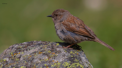 Dağbülbülü - Prunella modularis kuş fotoğrafı