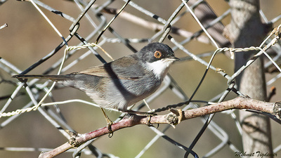 Maskeli Ötleğen (Curruca melanocephala) - Isparta / Atabey kuş fotoğrafı