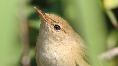 Saz Kamışçını - Acrocephalus scirpaceus kuş fotoğrafı
