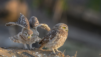 Kukumav - Athene noctua kuş fotoğrafı