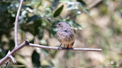 Kara kızılkuyruk (Phoenicurus ochruros) - Ankara / Kahramankazan kuş fotoğrafı