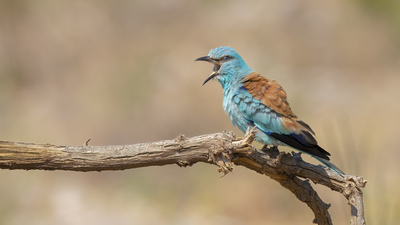 Gökkuzgun - Coracias garrulus kuş fotoğrafı