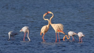Flamingo