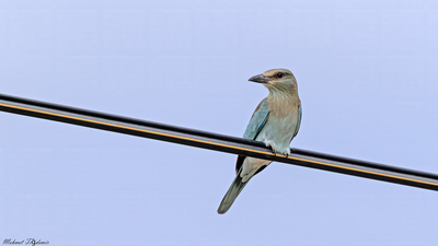 Gökkuzgun (Coracias garrulus) - Isparta / Yalvaç kuş fotoğrafı