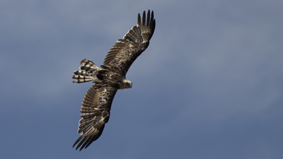 Yılan Kartalı - Circaetus gallicus kuş fotoğrafı