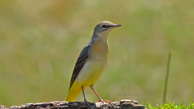 Dağ Kuyruksallayanı - Motacilla cinerea kuş fotoğrafı