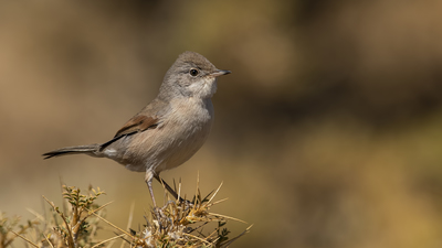 Bozkır Ötleğeni