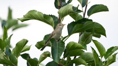 Ak Mukallit - Iduna pallida kuş fotoğrafı